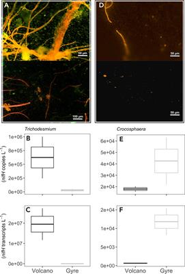 Contrasting Roles of DOP as a Source of Phosphorus and Energy for Marine Diazotrophs